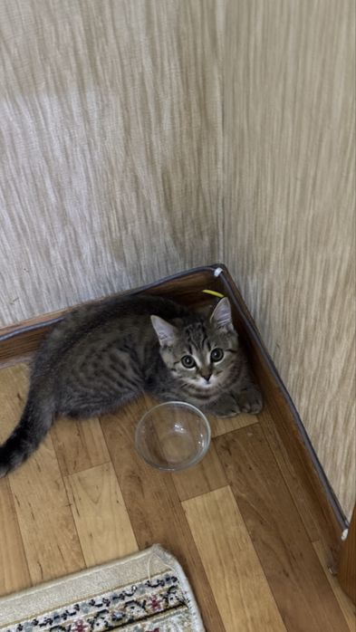 Отдам бесплатно кошку. Чистая прививки 7 мес