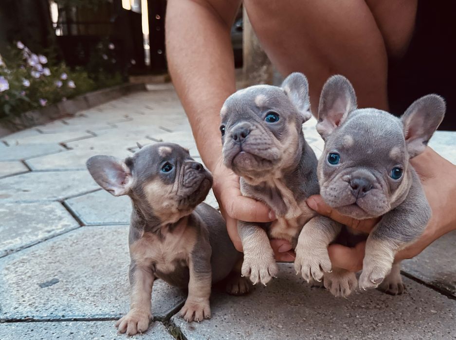 Френски булдог; Frenchies