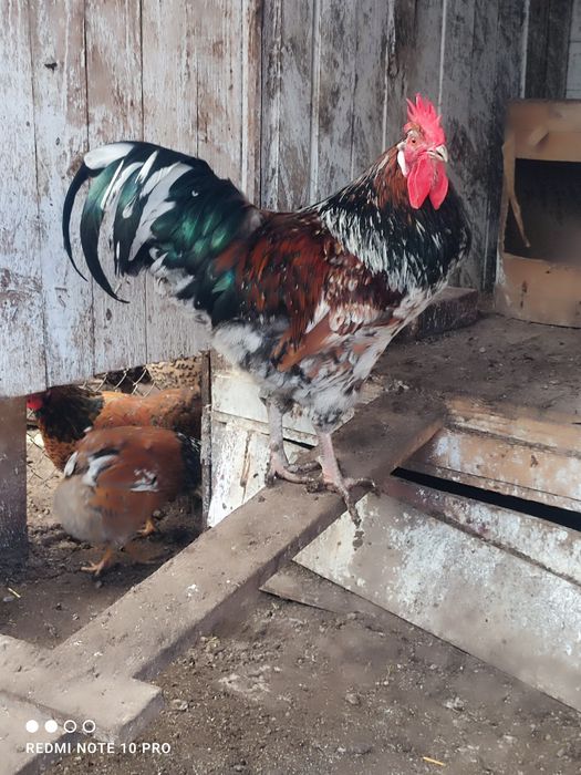 Оплодени яйца от Шведска цветна (пъстра) кокошка