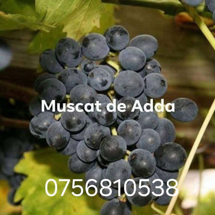 Aducem spre vânzare struguri de vin