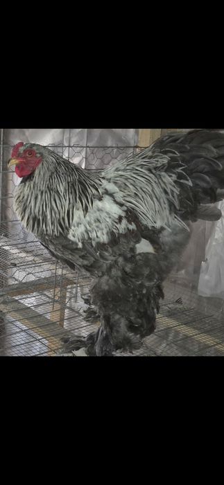 Gaini și cocoși brahma