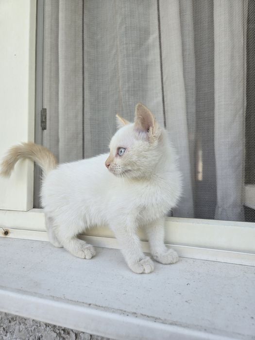Белый котик ищет дом