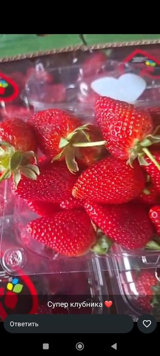 Клубника в шоколаде