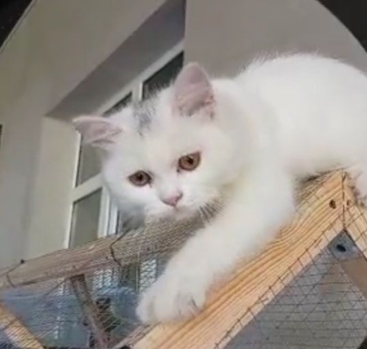 Yoqolb qoldi iltimos topishvorila