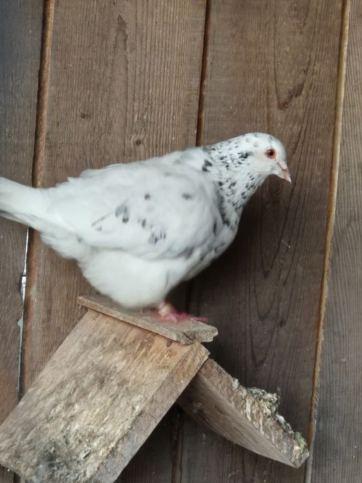 De vanzare porumbei texani