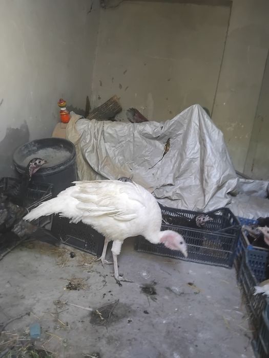 Курк болган курка