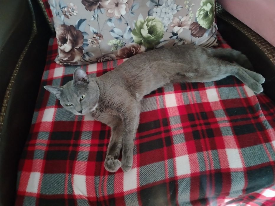 Отдам кота 1 годик