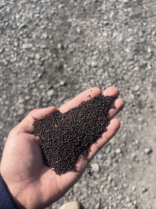 Рапс хорошего качества на экспорт монитроинг