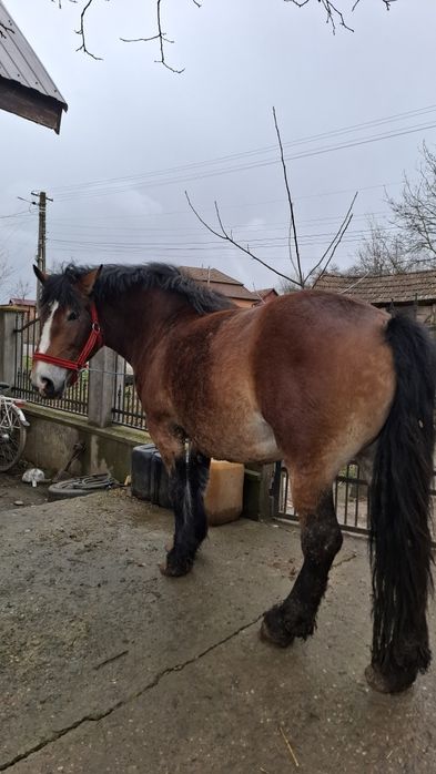 Vând iapă de 4 ani