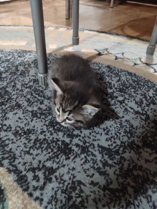 Отдам котят даром