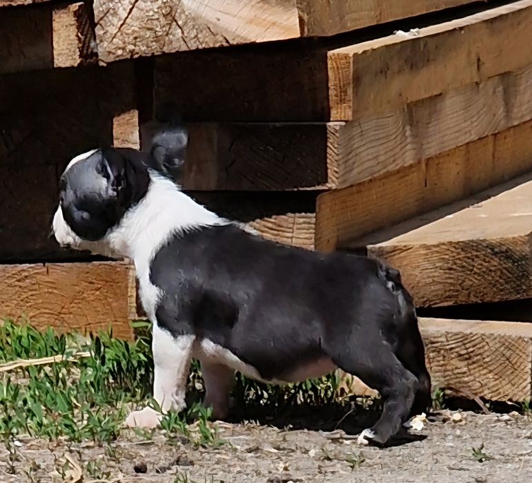 Boston terrier femela