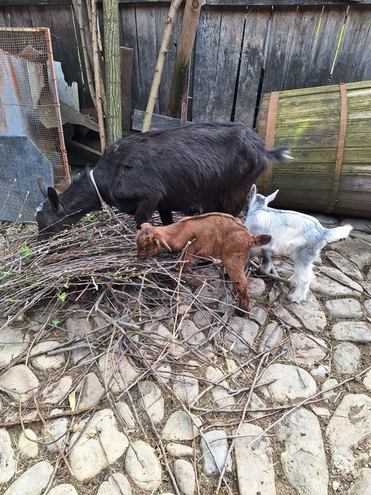 Vând capră alpina franceza