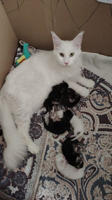 В продаже Котята Мейн-кун