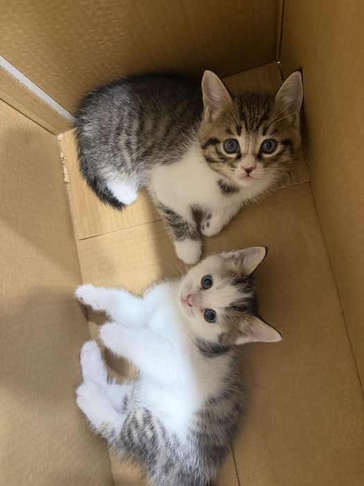 Котята 1,5 месяца
