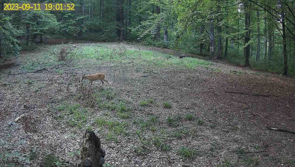 Camera vanatoare/stupi/cabana 4g live cu panou solar