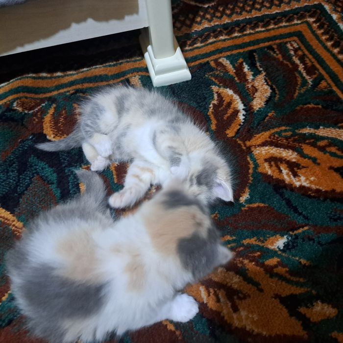 Котята 1.5 месяцев мама страйт