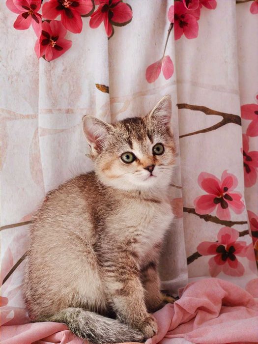 Продаётся котёнок, британская к/ш золотисто-черный окрас