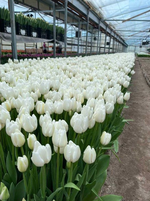 Тюльпан 8 марта оформление в подарок