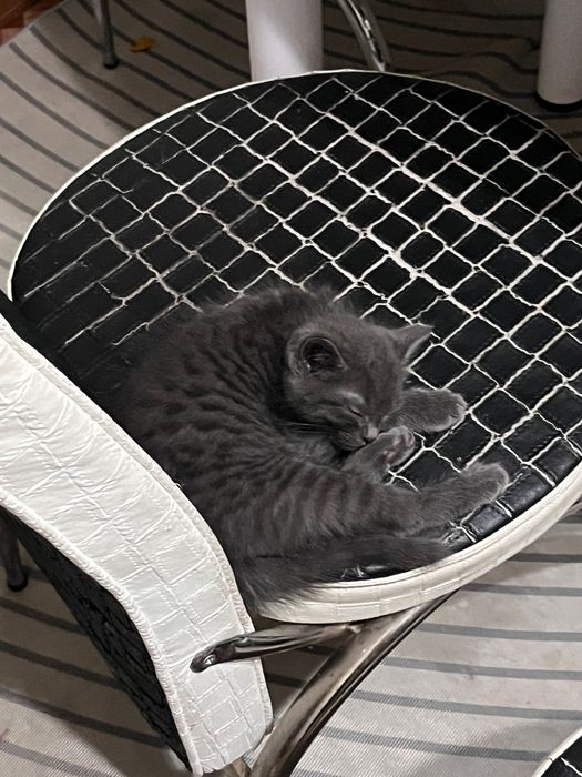 шотландская кошка