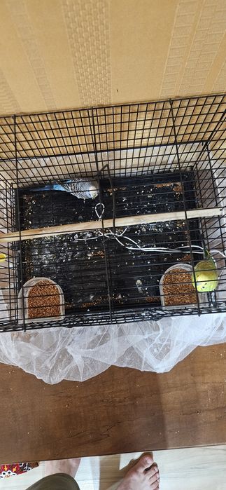 Продаются попугаи