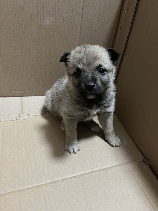 Отдаем щенка в хорошие руки