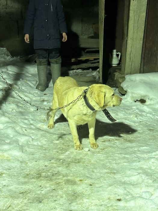 ургашы лабрадор ретривер сатылады