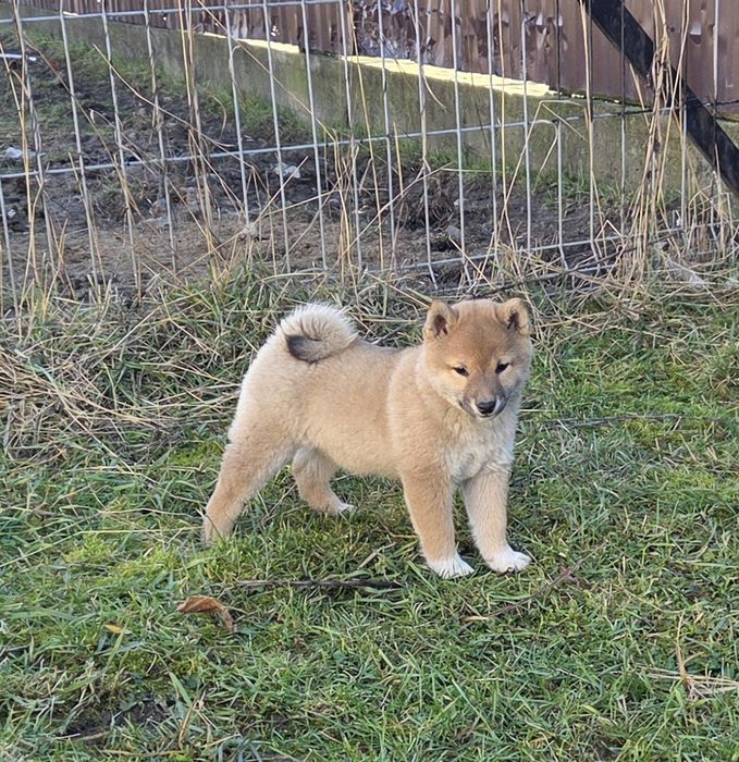 Vand mascul Shiba Inu