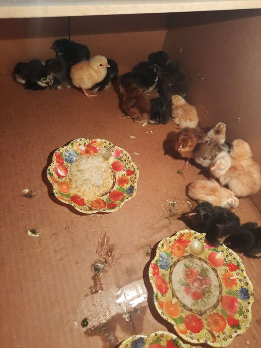 Инкубатор для яйцо