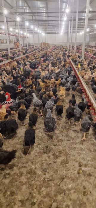 Oferin spre vânzare pui rasa mixta cu toate vecinele la zi