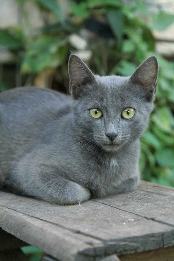 Дымчатая кошка фото Дымчатая кошка фото