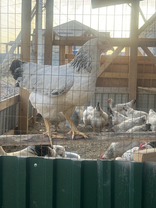 Адлер тауыктары .