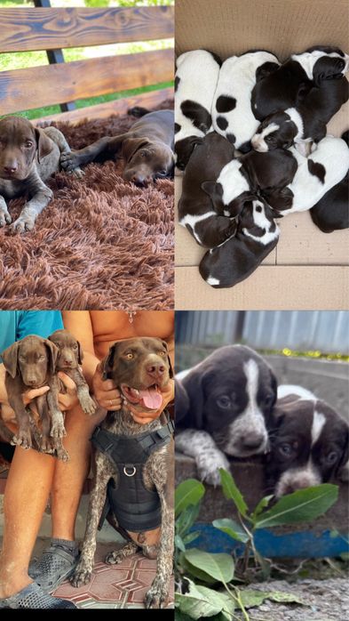 Курцхаар на вязку