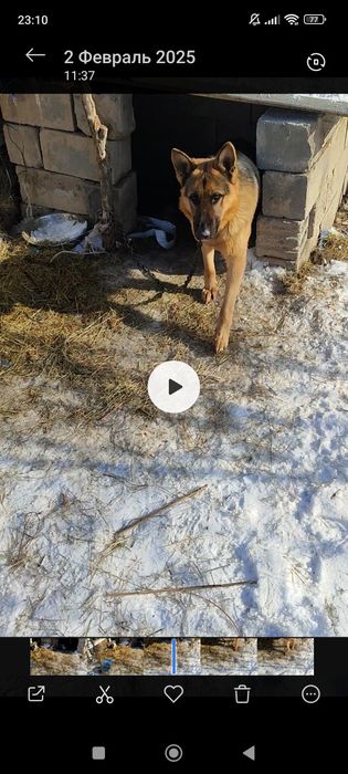 Европейская овчарка