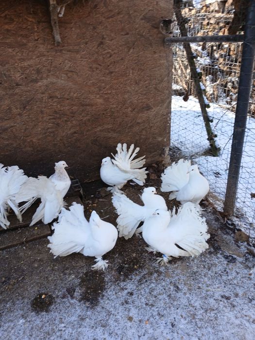 Vând Porumbei voltați indieni