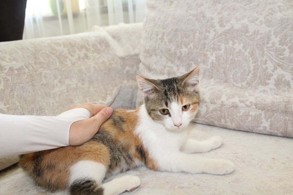 Кошка британец шотлански