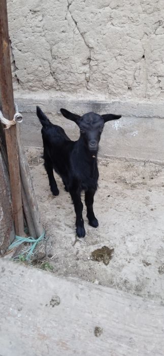 Занин зотли тоза Конли така сотилади ка