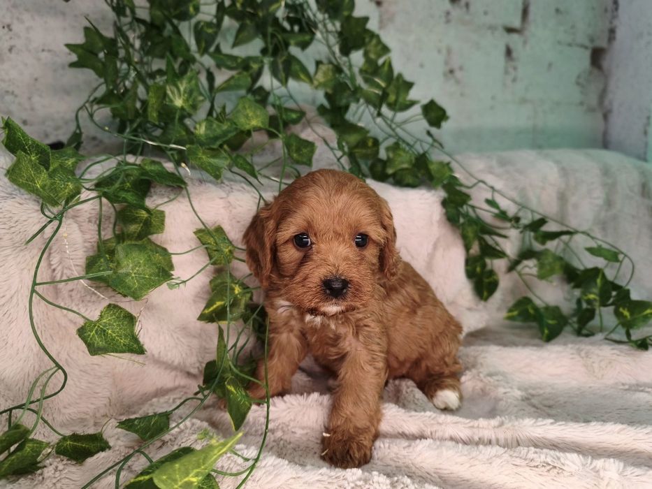 Vand fetita Cavapoo red F1