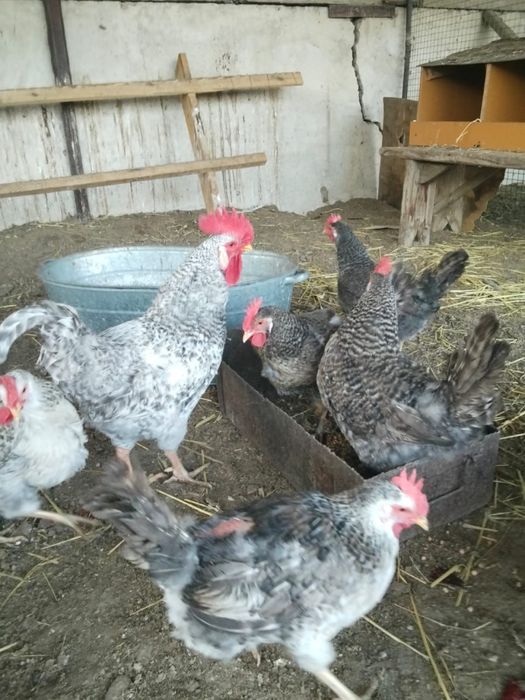 Яйца Борковская Барвистая