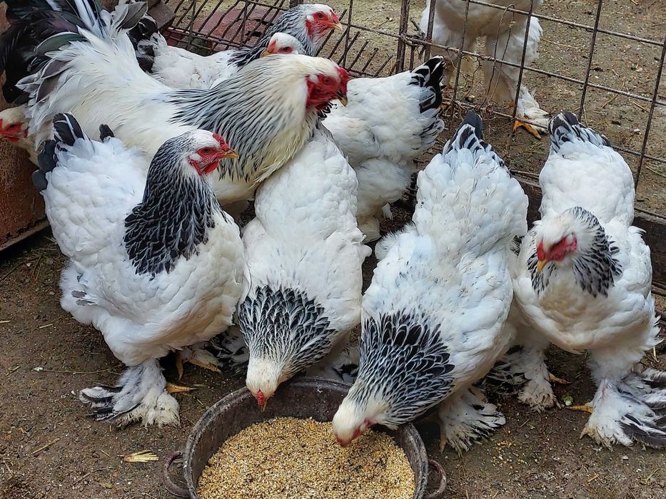 Vând cocoși, găini și ouă  brahma