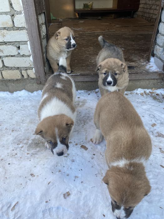 Продажа кутят Алабаев