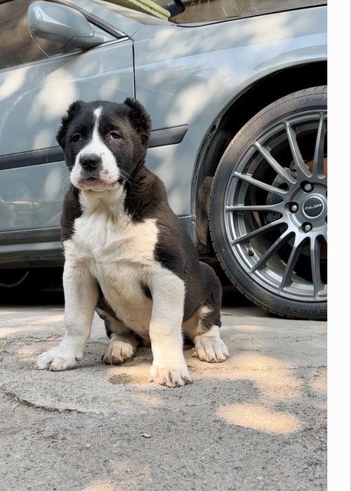 Супер щенки Алабая, төбет