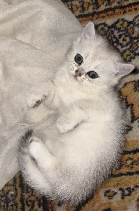 Котята британские короткошёрстные