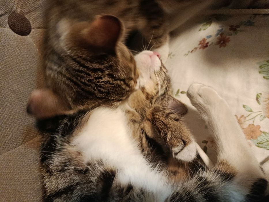 Mushuk Hadiya  parodali