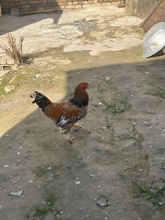 Xroz sotiladi manzil samarqand shahar