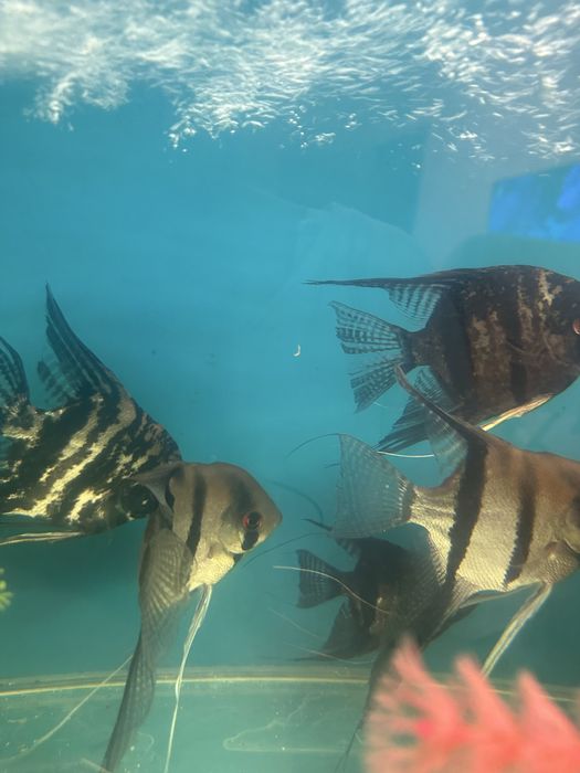 Продам рыб для аквариума