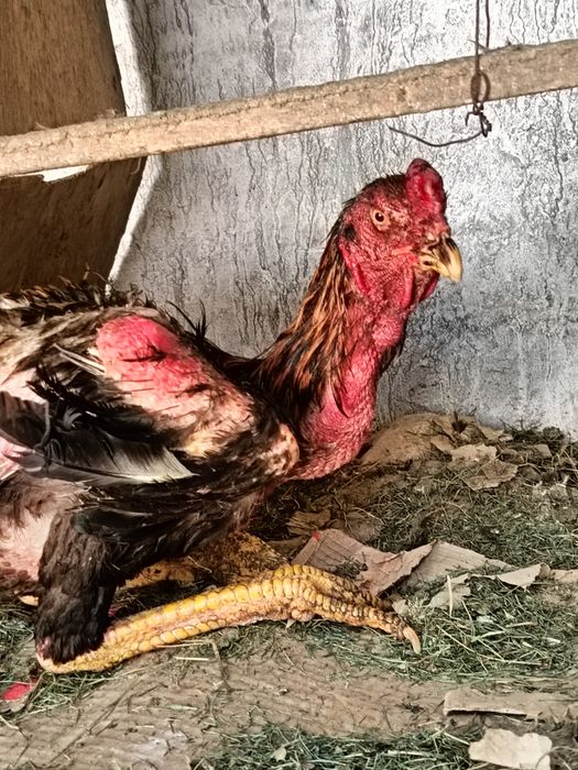 Прадаетса петух хххххххххххххххххххх