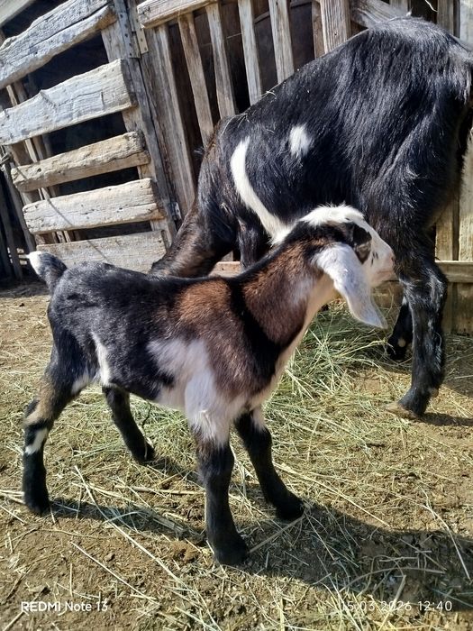 Англонубиский теке лак