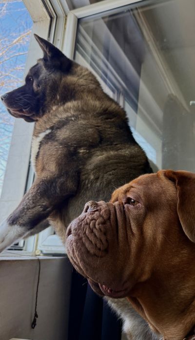 Pet sitter (CAZARE) | Experiență reală + recomandări | Grijă reală, fără stres