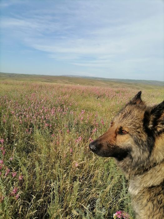 Щенки немецкой овчарки Талдыкорган. Новостройка .