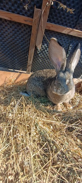 Vând iepuri uriaș belgian